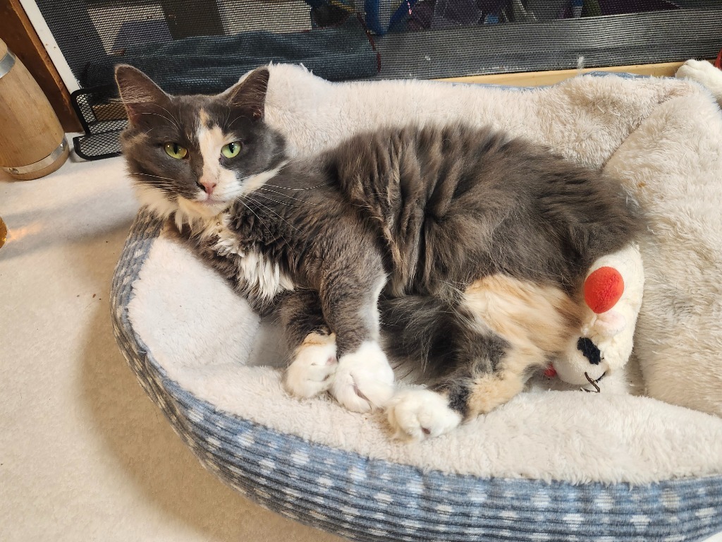 Ashling, an adoptable Domestic Long Hair in Rice Lake, WI, 54868 | Photo Image 1