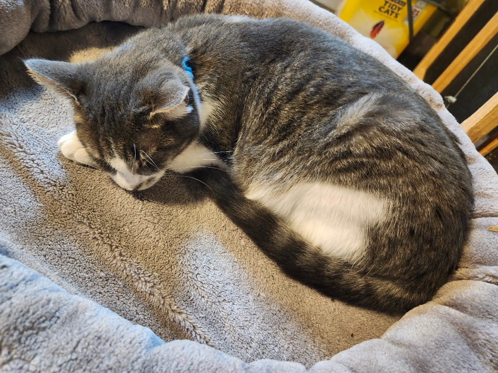 Wilson, an adoptable Domestic Short Hair in Rice Lake, WI, 54868 | Photo Image 1