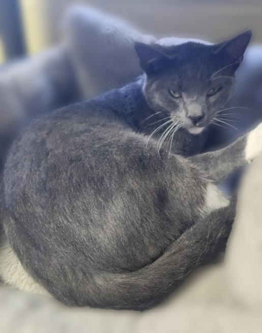 Phillip, an adoptable Domestic Short Hair in Rice Lake, WI, 54868 | Photo Image 1