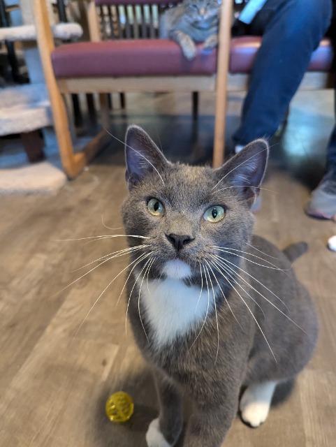 Phillip, an adoptable Domestic Short Hair in Rice Lake, WI, 54868 | Photo Image 1