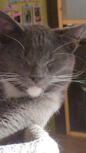 Phillip, an adoptable Domestic Short Hair in Rice Lake, WI, 54868 | Photo Image 3