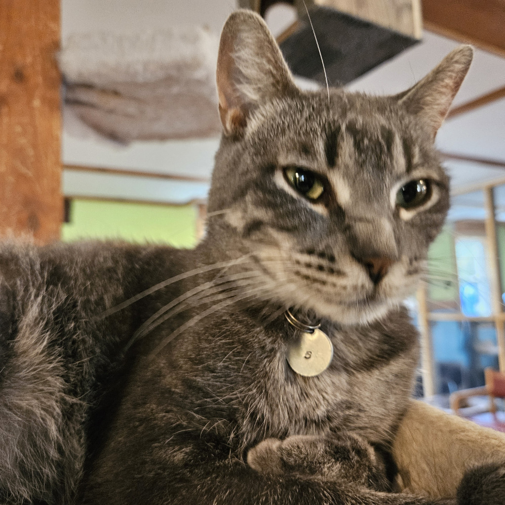 Geraldine, an adoptable Domestic Short Hair in Rice Lake, WI, 54868 | Photo Image 1