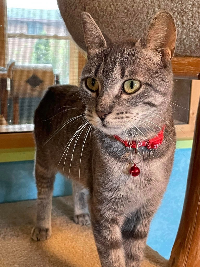 Geraldine, an adoptable Domestic Short Hair in Rice Lake, WI, 54868 | Photo Image 2