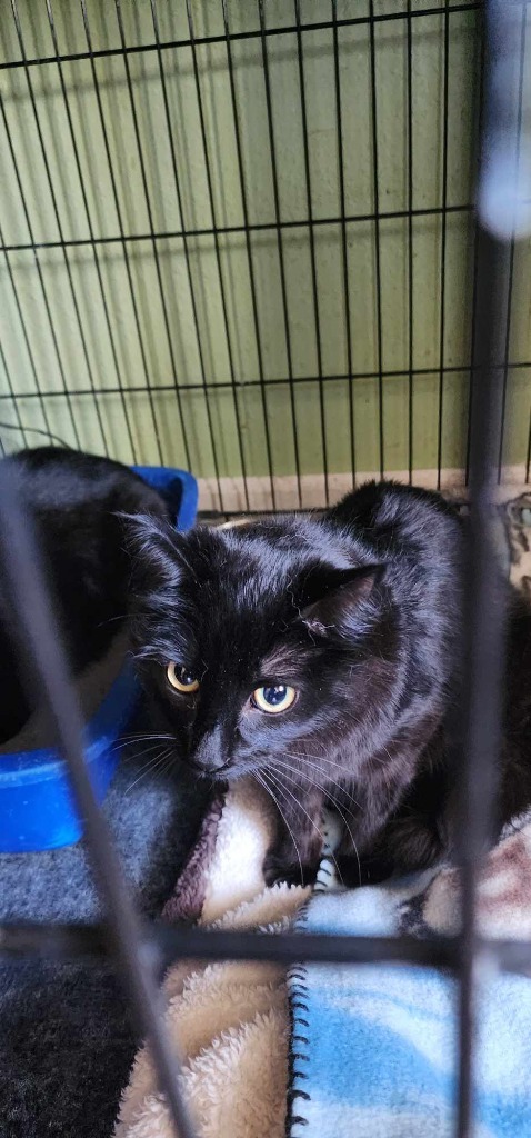 Marina, an adoptable Domestic Medium Hair in Rice Lake, WI, 54868 | Photo Image 1