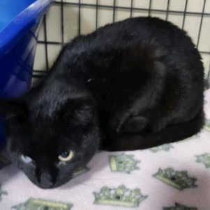 Dahlia, an adoptable Domestic Short Hair in Rice Lake, WI, 54868 | Photo Image 1