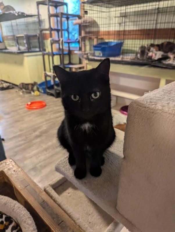 Dahlia, an adoptable Domestic Short Hair in Rice Lake, WI, 54868 | Photo Image 1