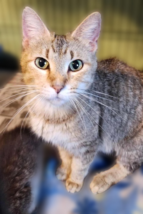 Cherish, an adoptable Domestic Short Hair in Rice Lake, WI, 54868 | Photo Image 1