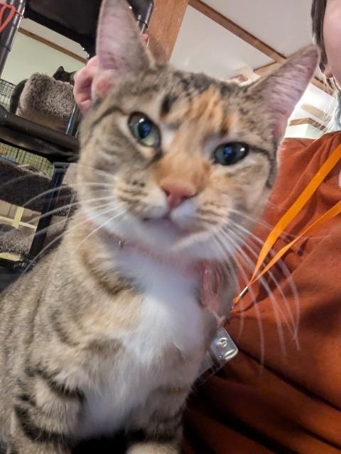 Horizon, an adoptable Domestic Short Hair in Rice Lake, WI, 54868 | Photo Image 1