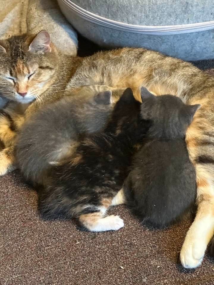 Horizon, an adoptable Domestic Short Hair in Rice Lake, WI, 54868 | Photo Image 2