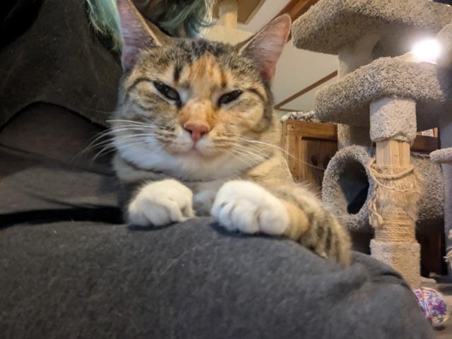 Horizon, an adoptable Domestic Short Hair in Rice Lake, WI, 54868 | Photo Image 3