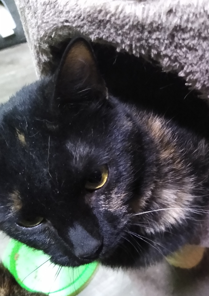 Stamps, an adoptable Domestic Short Hair in Rice Lake, WI, 54868 | Photo Image 1