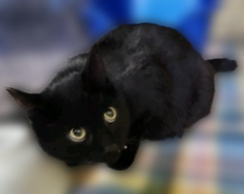 Diablo, an adoptable Domestic Short Hair in Rice Lake, WI, 54868 | Photo Image 1