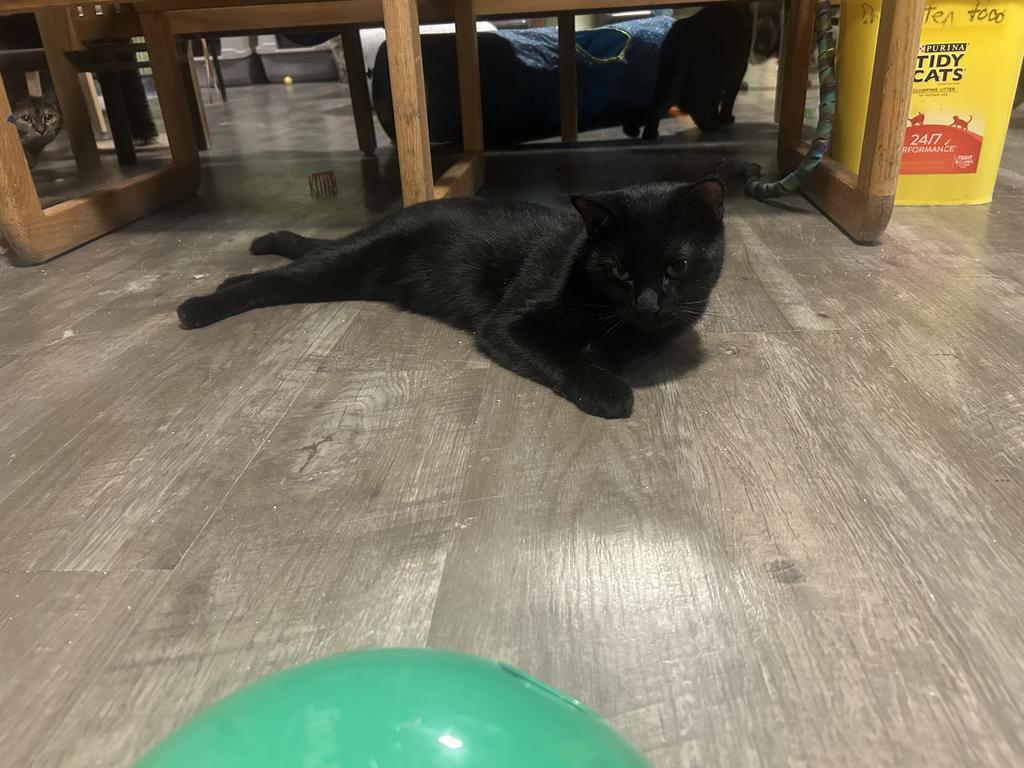 Diablo, an adoptable Domestic Short Hair in Rice Lake, WI, 54868 | Photo Image 1