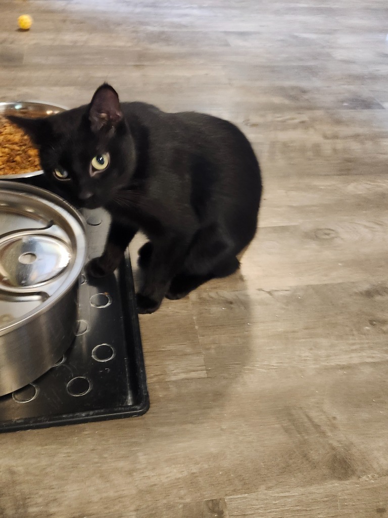 Diablo, an adoptable Domestic Short Hair in Rice Lake, WI, 54868 | Photo Image 3