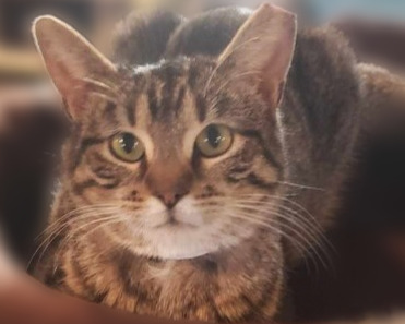 Denise, an adoptable Domestic Short Hair in Rice Lake, WI, 54868 | Photo Image 1