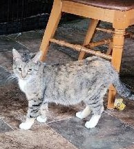 Pretty Girl, an adoptable Domestic Short Hair in Rice Lake, WI, 54868 | Photo Image 1