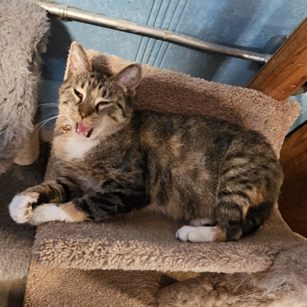 Pretty Girl, an adoptable Domestic Short Hair in Rice Lake, WI, 54868 | Photo Image 2