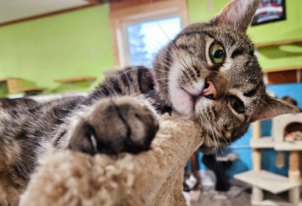 Diamond, an adoptable Domestic Short Hair in Rice Lake, WI, 54868 | Photo Image 1