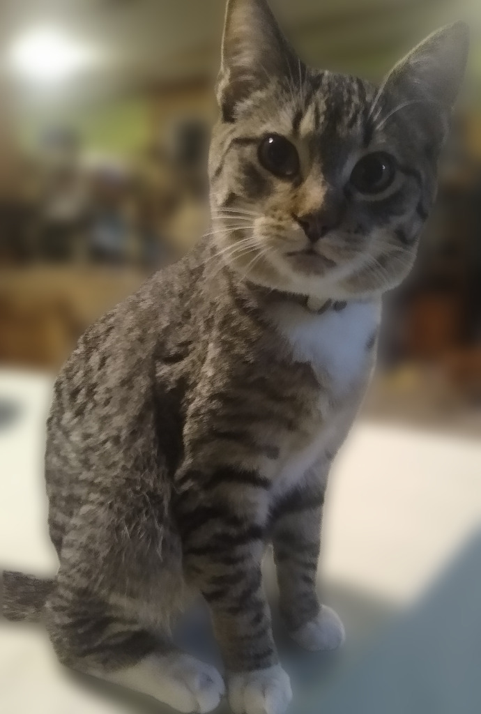 Maynard, an adoptable Domestic Short Hair in Rice Lake, WI, 54868 | Photo Image 1