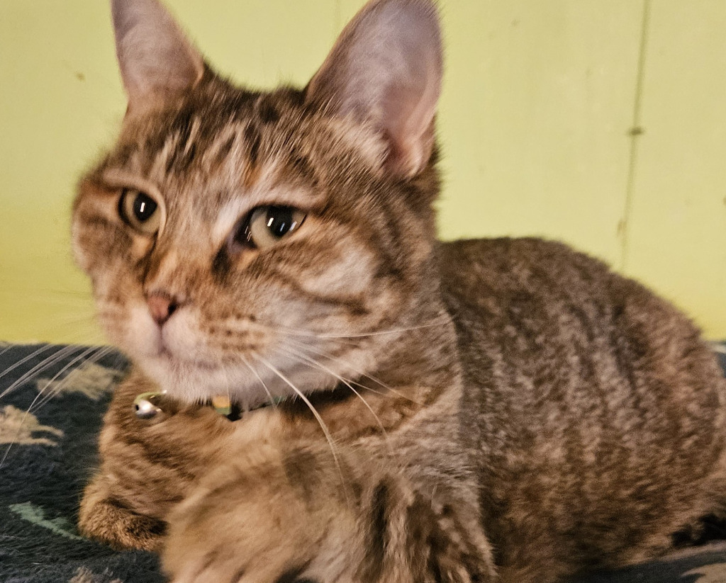 Sadie, an adoptable Domestic Short Hair in Rice Lake, WI, 54868 | Photo Image 1