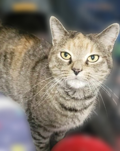 Lava, an adoptable Domestic Short Hair in Rice Lake, WI, 54868 | Photo Image 1