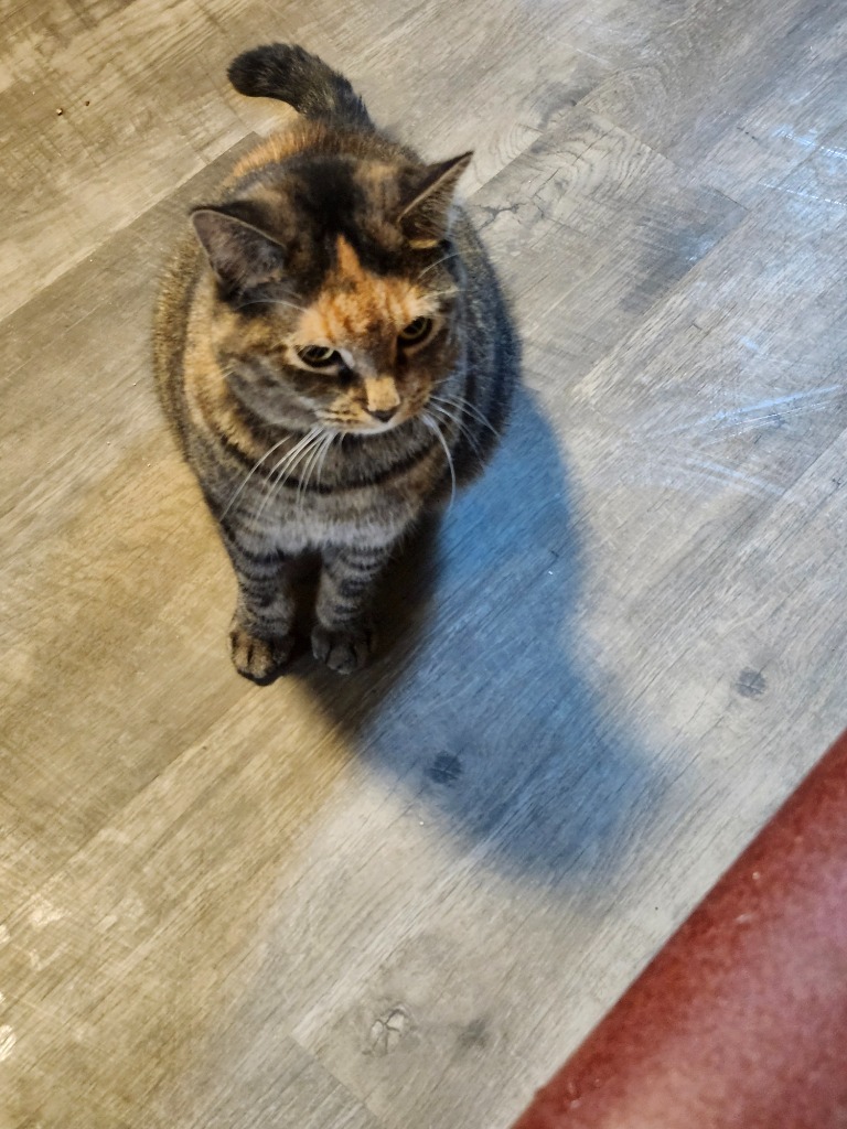 Lava, an adoptable Domestic Short Hair in Rice Lake, WI, 54868 | Photo Image 1
