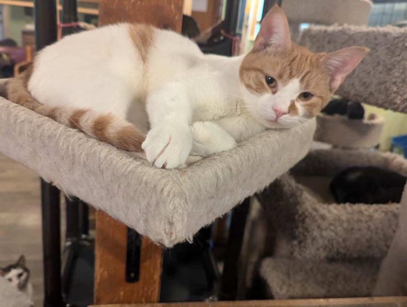 Felix, an adoptable Domestic Short Hair in Rice Lake, WI, 54868 | Photo Image 1