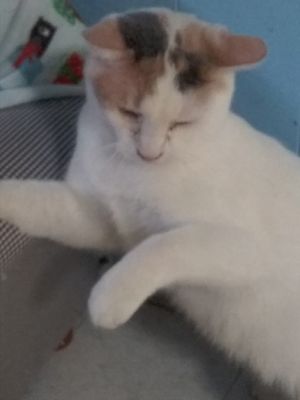 Rhyme, Adult Female Domestic Short Hair