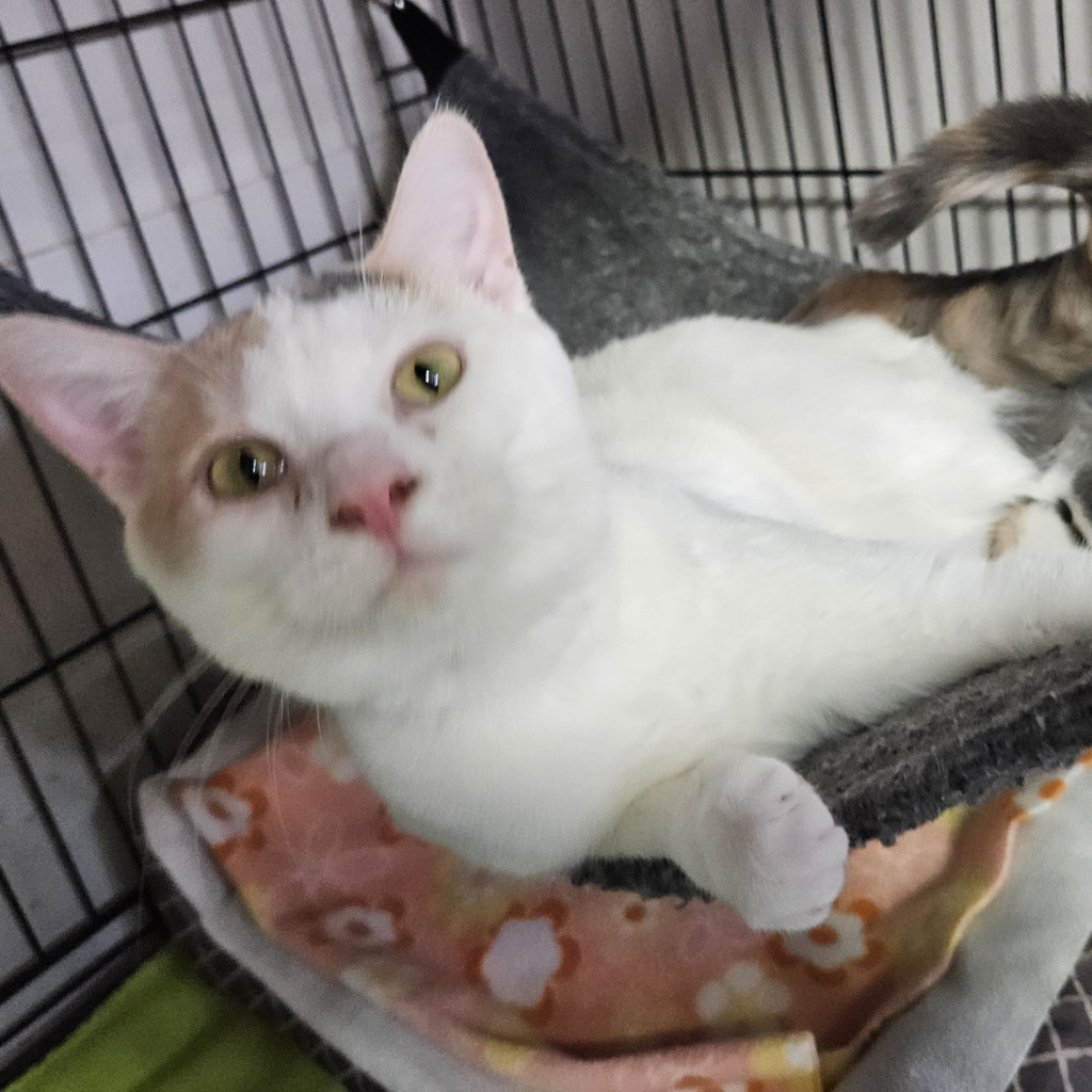 Rhyme, an adoptable Domestic Short Hair in Rice Lake, WI, 54868 | Photo Image 1