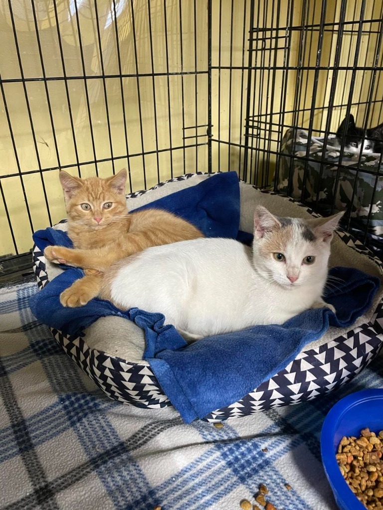 Rhyme, an adoptable Domestic Short Hair in Rice Lake, WI, 54868 | Photo Image 2