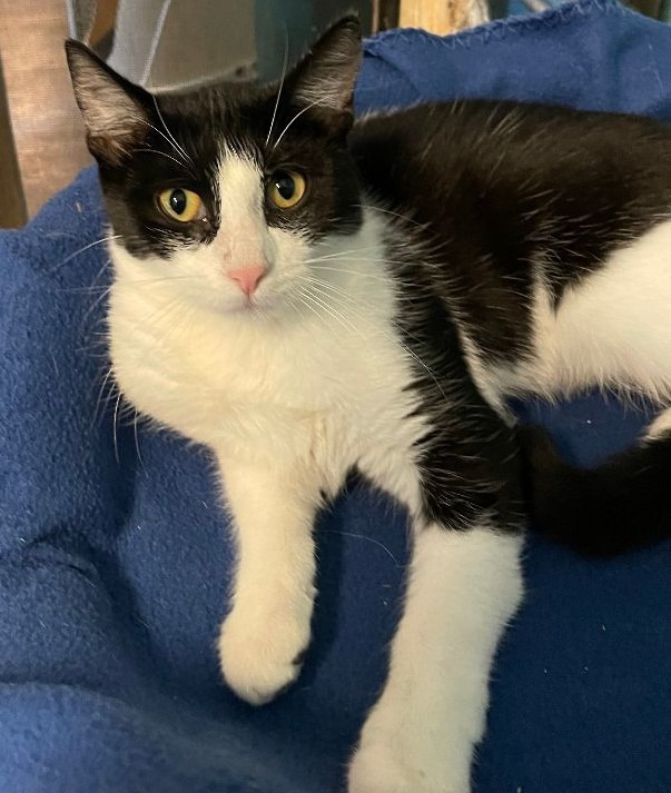 Arbor, an adoptable Domestic Short Hair in Rice Lake, WI, 54868 | Photo Image 1