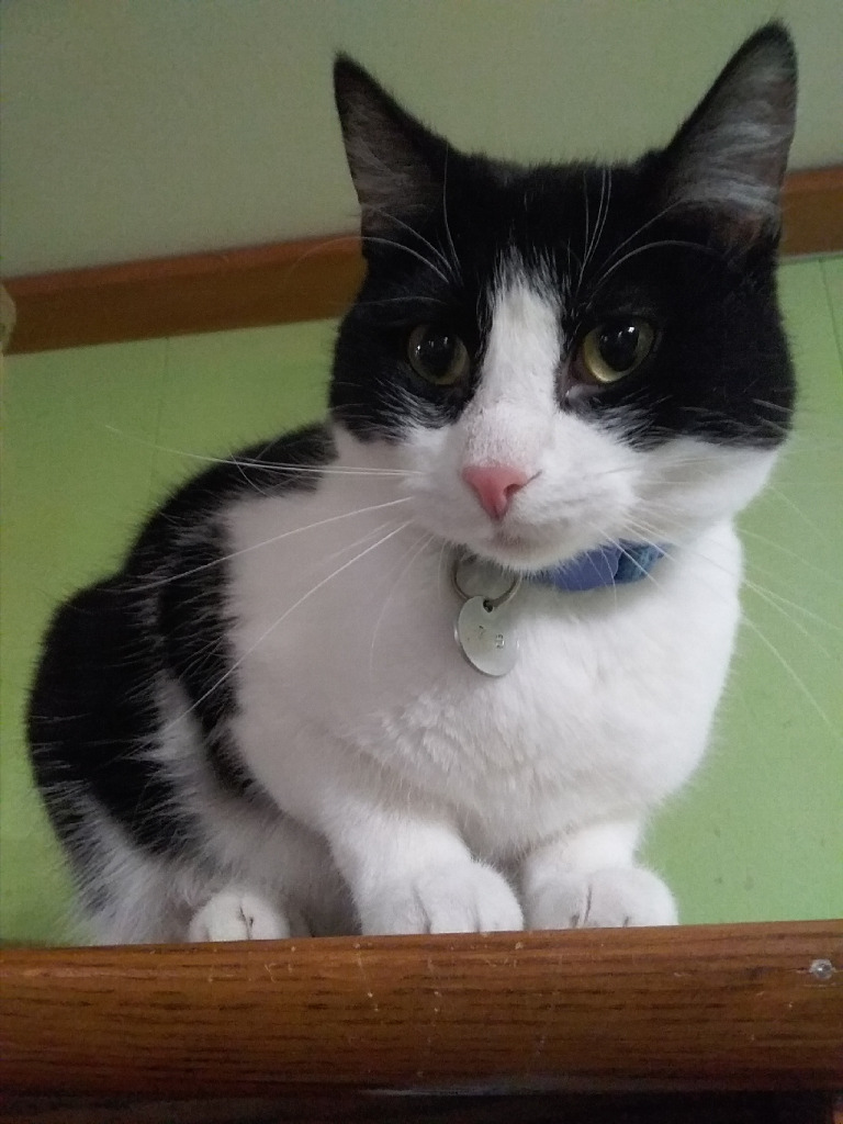 Arbor, an adoptable Domestic Short Hair in Rice Lake, WI, 54868 | Photo Image 2