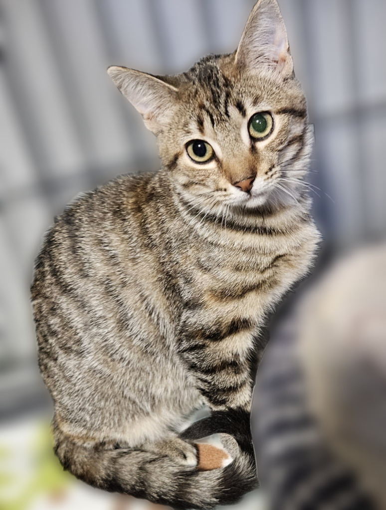 Baby Biz, an adoptable Domestic Short Hair in Rice Lake, WI, 54868 | Photo Image 1