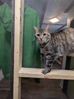 Baby Biz, an adoptable Domestic Short Hair in Rice Lake, WI, 54868 | Photo Image 1