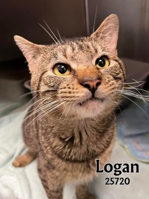 Logan is a big beautiful brown tabby bursting with personality This outgoing guy is friendly acti