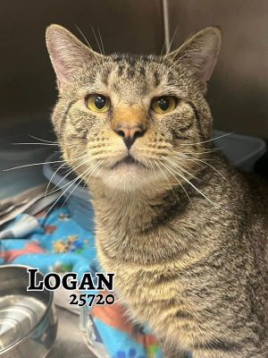 Logan is a big beautiful brown tabby bursting with personality This outgoing guy is friendly acti