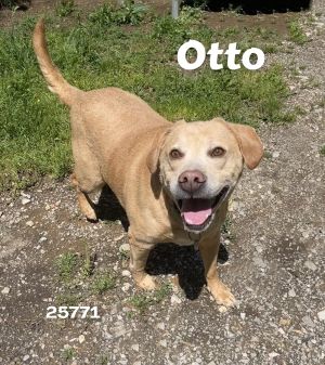 Check out this handsome Lab mix Otto is on the hunt for a cozy place to call home This friendly