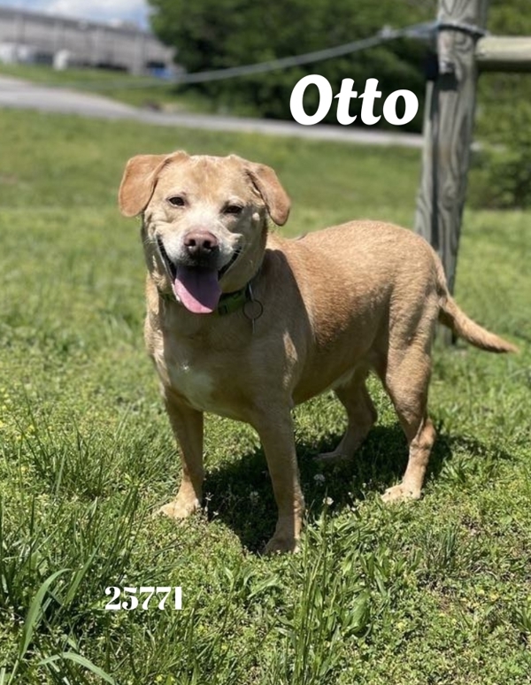 Otto
