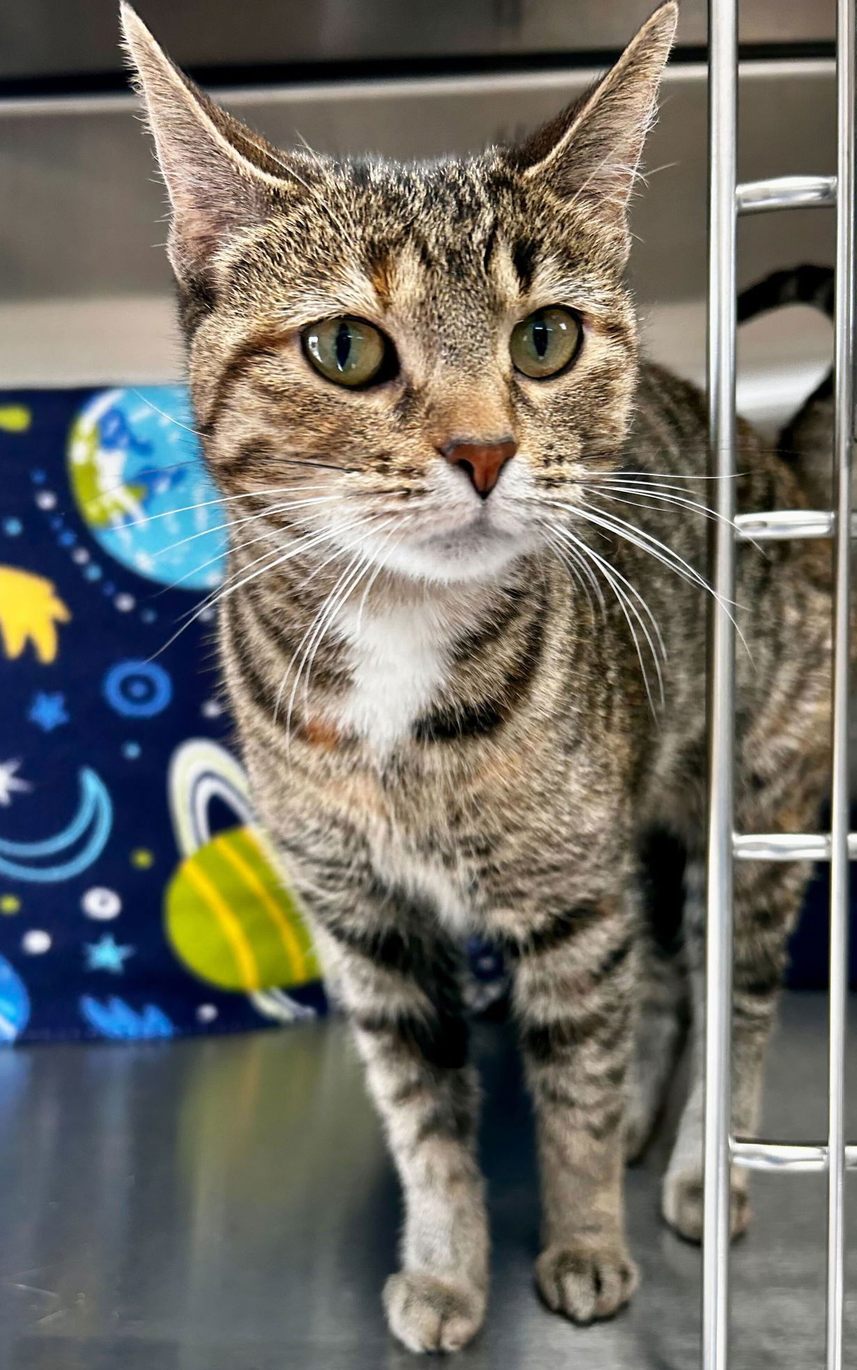 Kim - Name Your Own Adoption Fee!