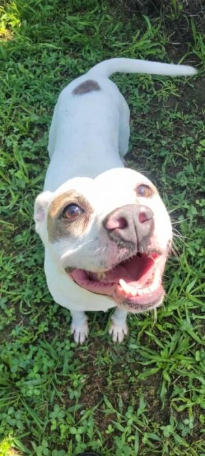 Zippy, Adult Male Pit Bull Terrier