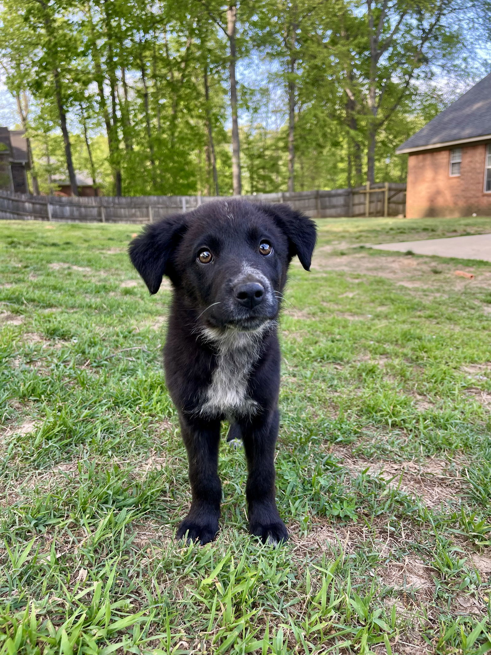 GEORGIA