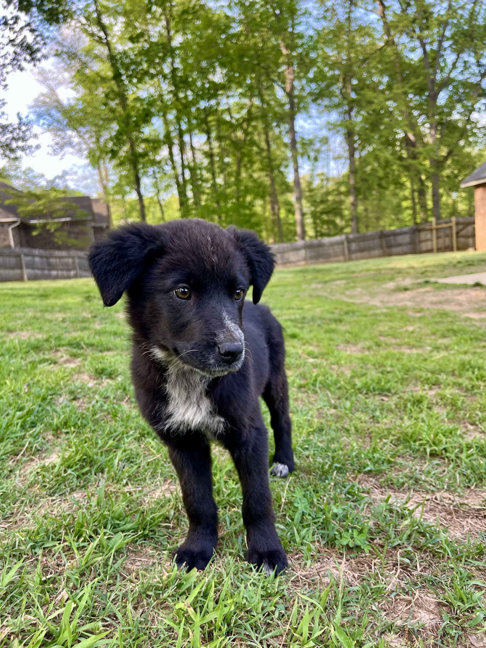 GEORGIA