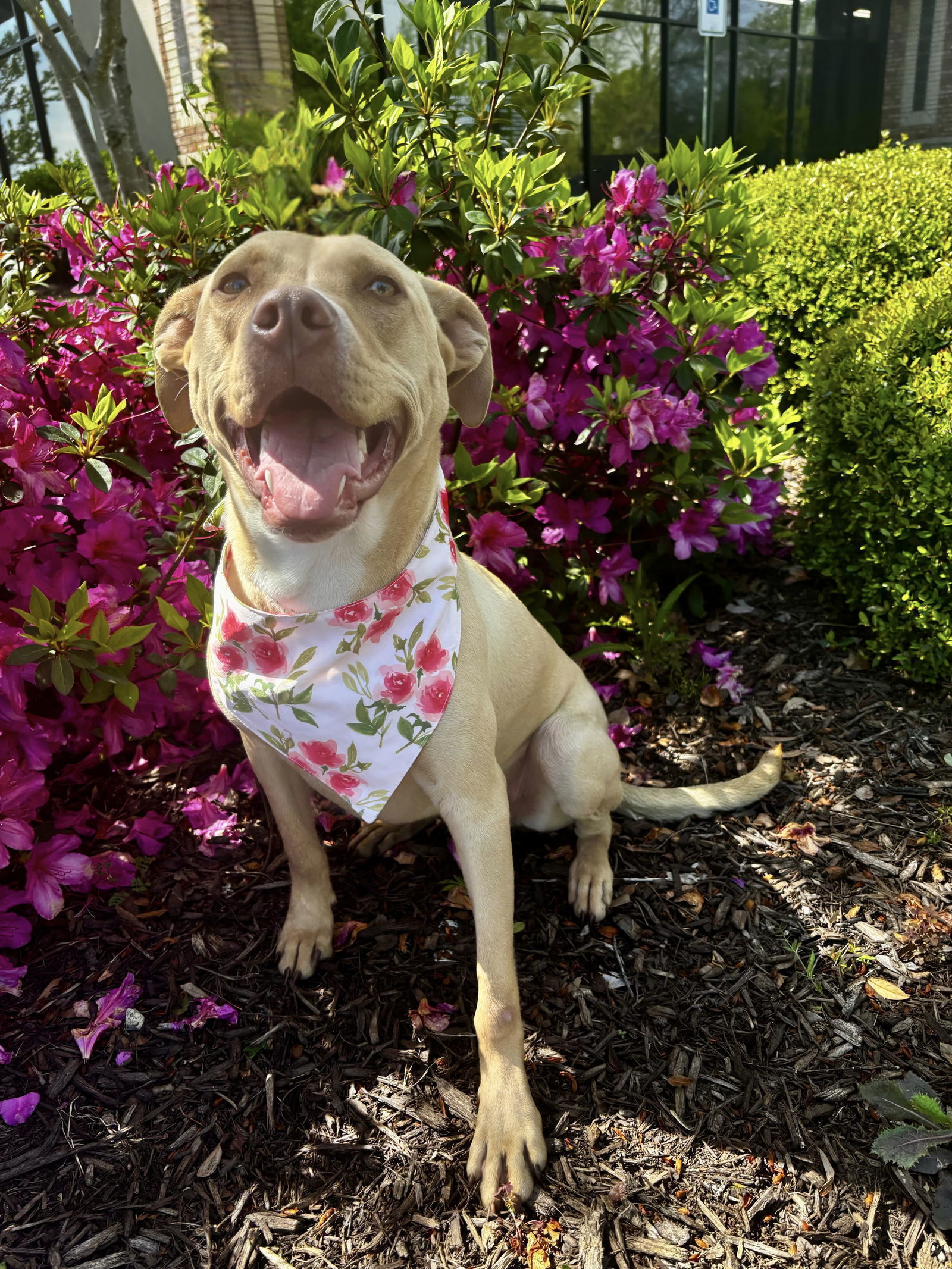 ROSIE