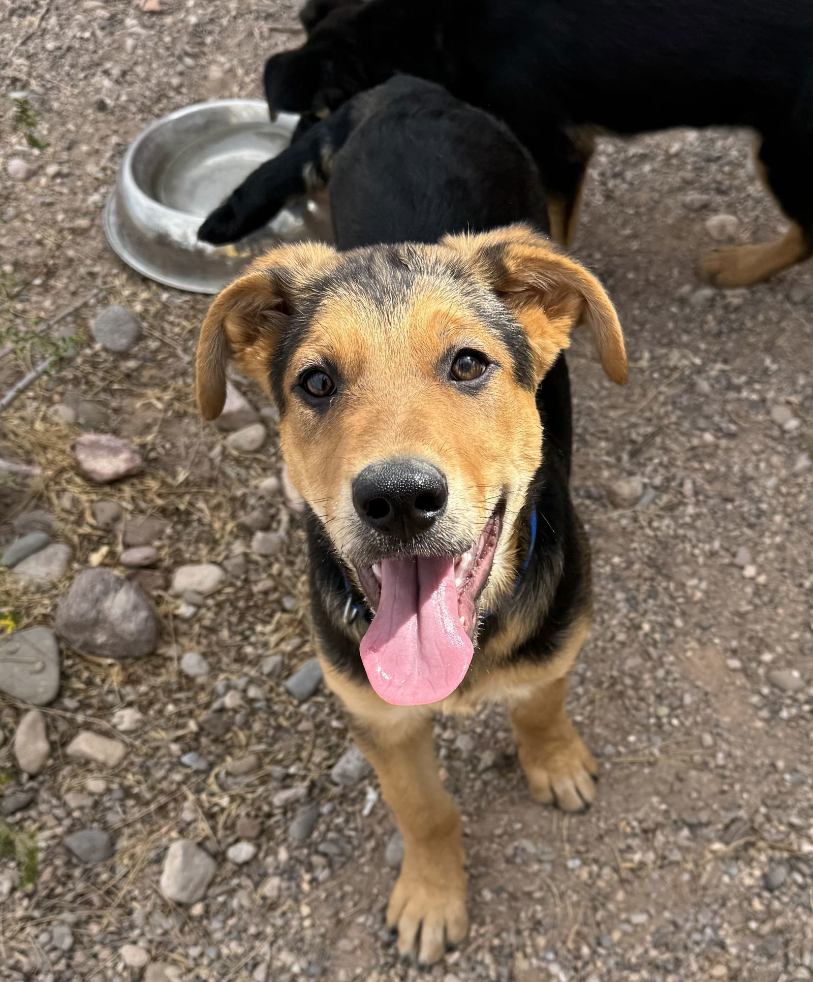 Winston, an adoptable Shepherd, Golden Retriever in Williamsburg, NM, 87942 | Photo Image 2