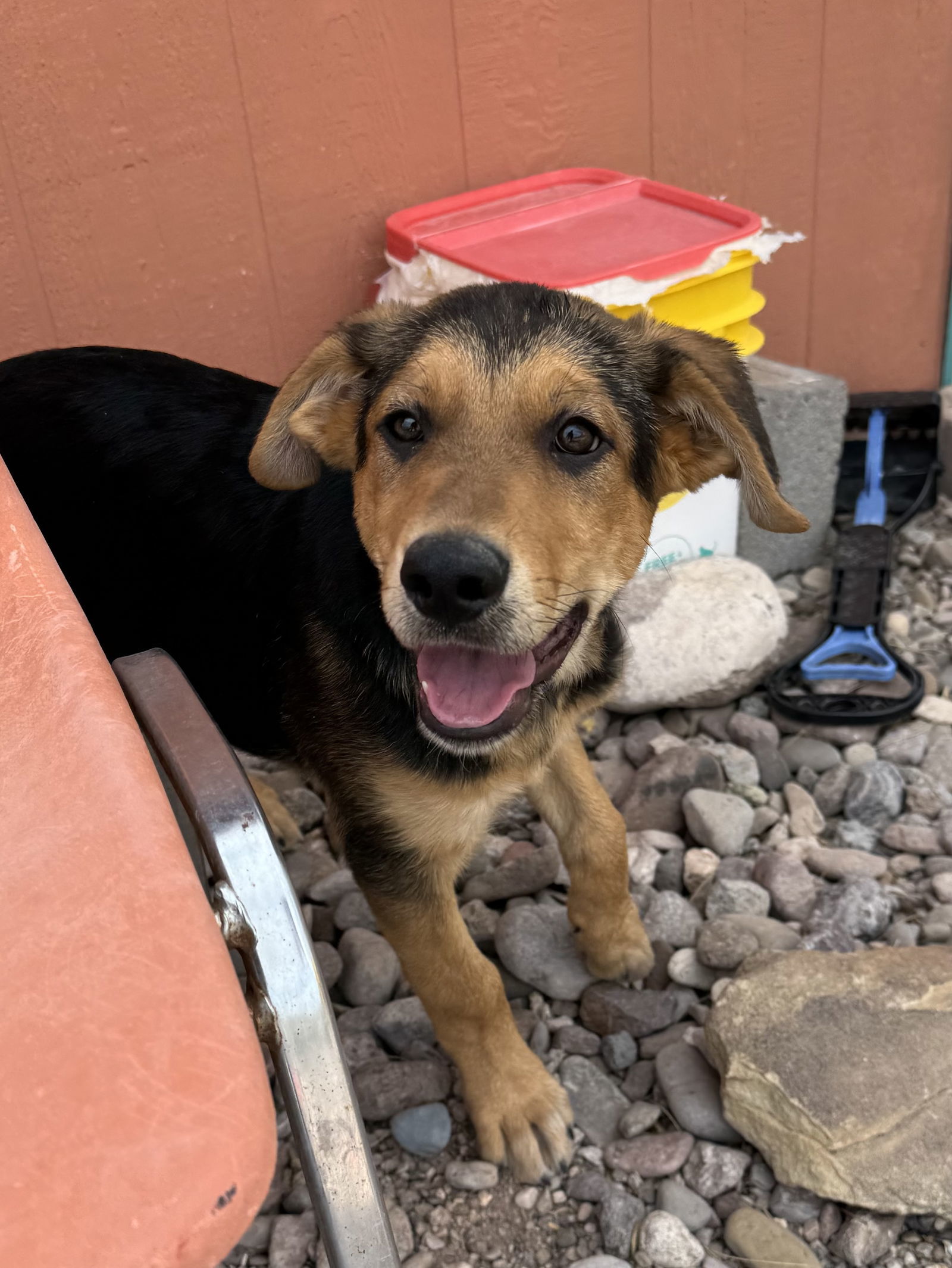 Winston, an adoptable Shepherd, Golden Retriever in Williamsburg, NM, 87942 | Photo Image 4