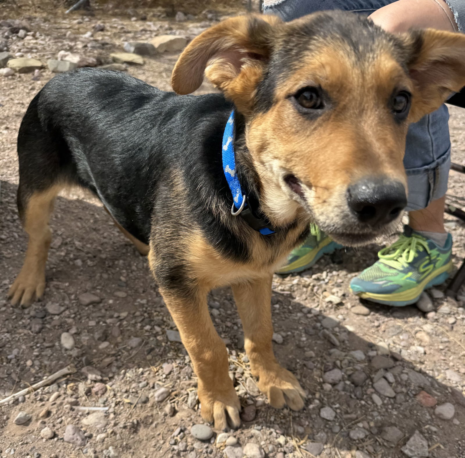 Winston, an adoptable Shepherd, Golden Retriever in Williamsburg, NM, 87942 | Photo Image 6