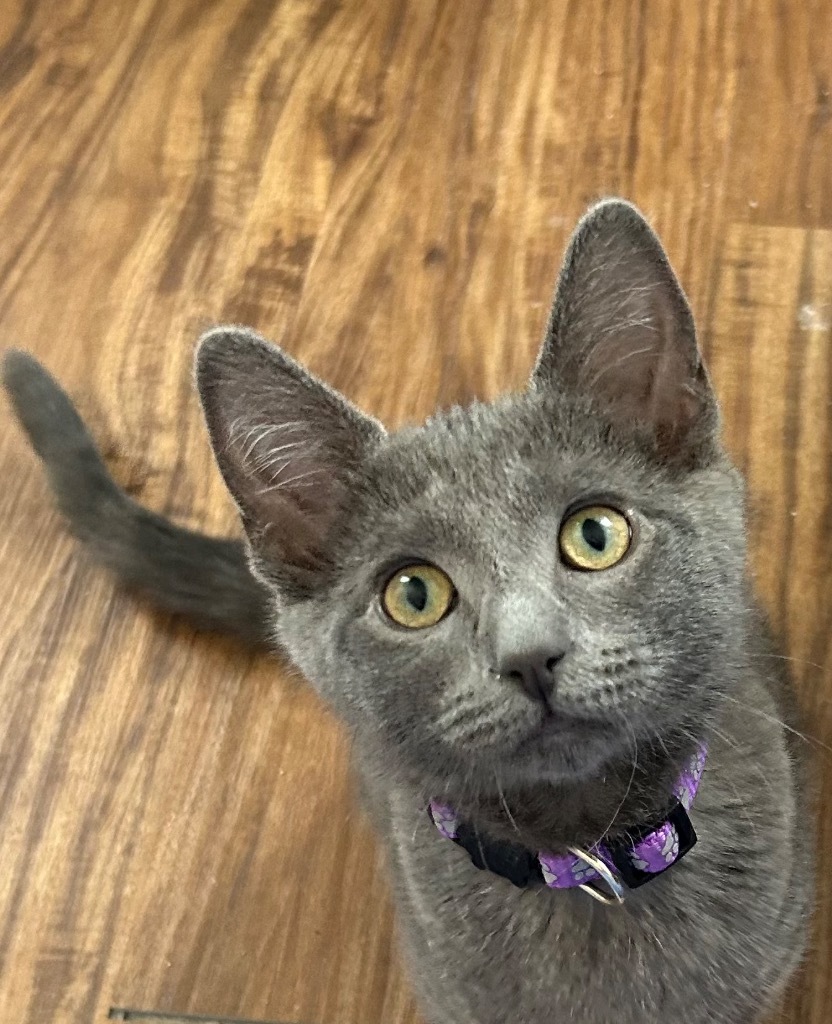 Mia