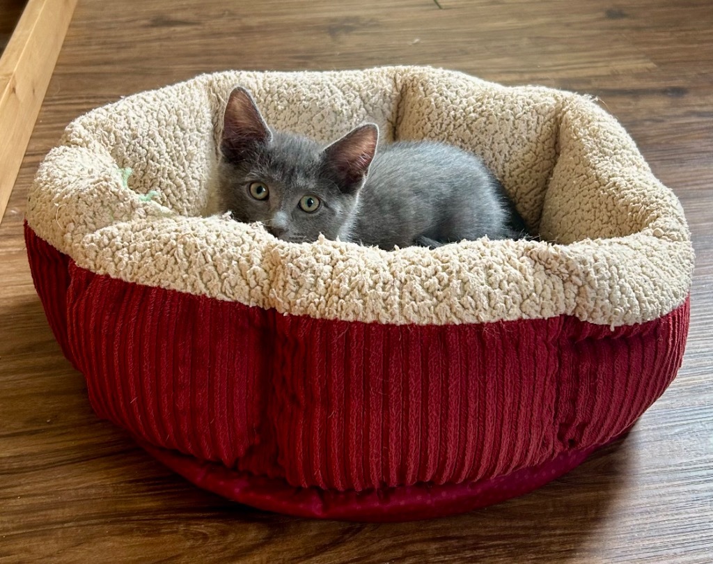 Mia