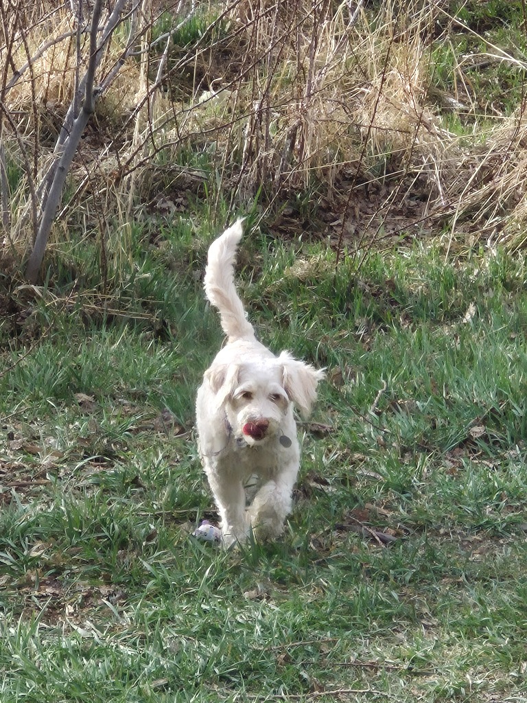 Winston