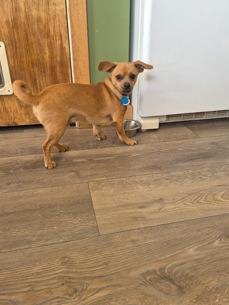 Alfie